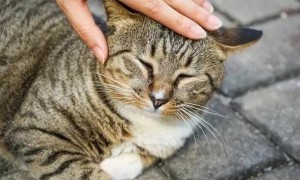 猫咪偶尔头打颤是为什么呢