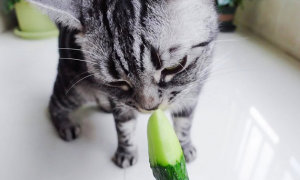 为什么有的猫咪吃黄瓜吐了