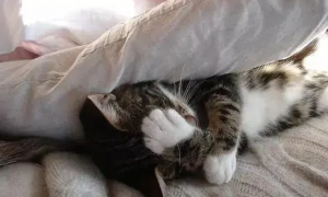 猫咪为什么喜欢钻床垫呢