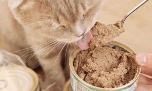 猫一周吃几次主食罐头
