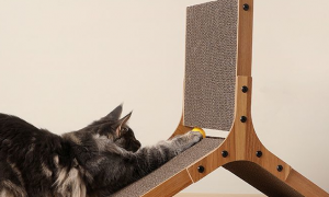 猫抓板是干嘛用的