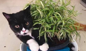 哪种植物对猫无毒