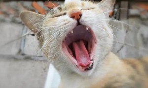 猫咪为什么会长着嘴