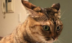 猫咪飞机耳是怎么回事呢