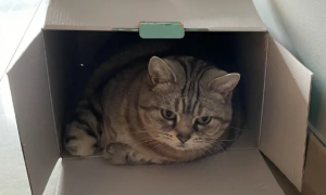 猫咪为什么特别喜欢盒子呢