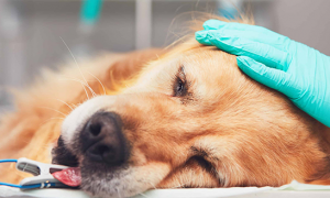 狗狗得脑炎是什么原因
