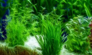 鱼缸金鱼藻水草怎么养