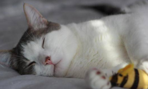 猫咪睡觉很冷是什么原因