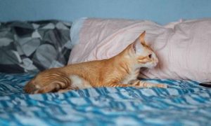 猫为什么总是咬枕头