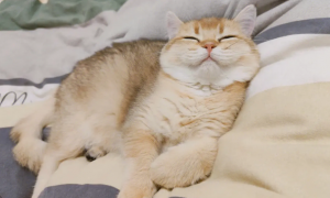 为什么好多猫咪会笑呢图片
