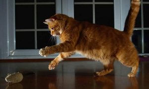 猫咪主动做运动是什么原因