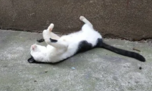 猫咪为什么经常在地上打滚
