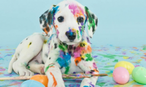 油漆对猫狗有影响吗