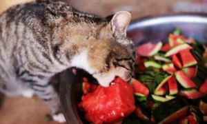 猫咪多吃瓜果好吗为什么呢