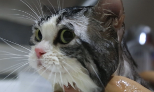 猫咪用什么洗澡