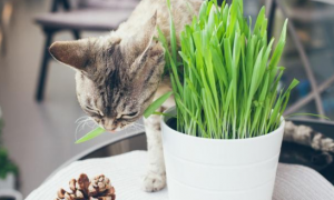 中药猫草是什么