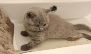 猫咪洗澡为什么不反抗呢