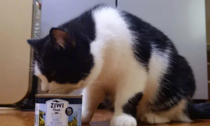 猫咪为什么吃了罐头拉肚子了