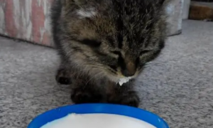 成猫能喝人喝的奶粉吗