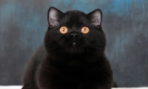 纯黑色猫咪一般多少钱