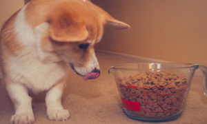 幼犬如何增加狗粮食量
