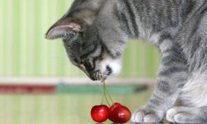 猫咪十大禁忌水果