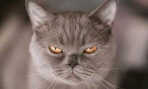 猫咪为什么生气