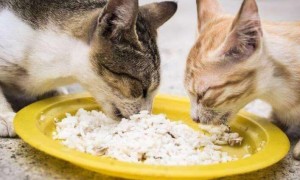 竟然有人喂白米饭给猫吃
