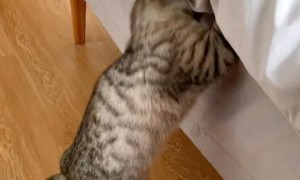 猫咪为什么咬你的被子呢