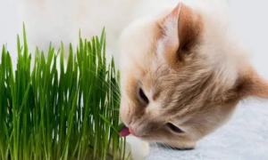 怎么给猫喂猫草