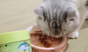 猫咪特别挑食不好好吃饭怎么办