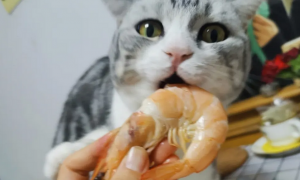 猫咪为什么爱吃虾壳