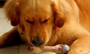 狗吃骨头肠胃划伤的症状