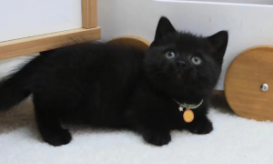 黑煤球猫多少钱一只