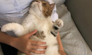 猫咪为什么会趴在人肚子上