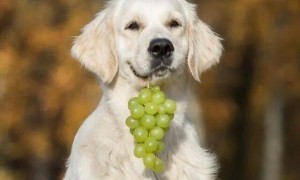狗吃葡萄一天后没症状