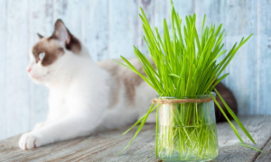冬天能种猫草吗
