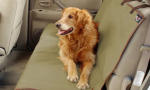 为什么狗狗喜欢蹭车座垫