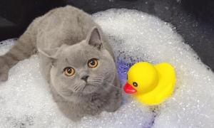 猫不可以经常洗澡的原因