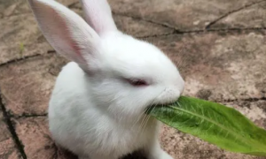 兔子光吃蔬菜能养活吗