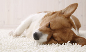 狗狗为什么喜欢睡觉
