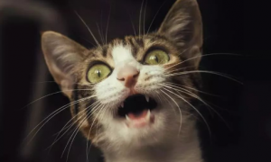 为什么猫咪尖叫呢