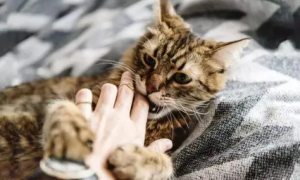 为什么猫咪会自己乱咬东西呢