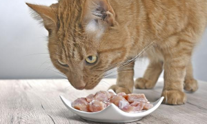 猫咪吃肉放地上吃为什么