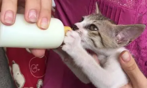 猫咪为什么爱喝奶粉呢