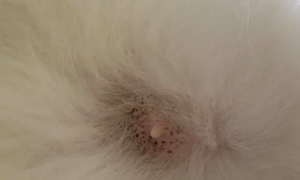 猫咪毛囊炎可以自愈吗