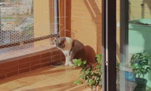 为什么猫咪守在阳台门口呢