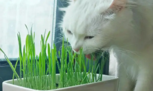 猫草是什么意思