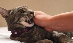 为什么猫咪会被人咬伤呢