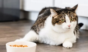 为什么有的猫咪吃不胖东西呢
